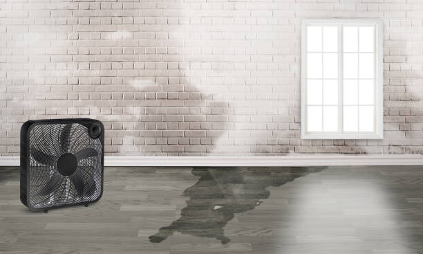 Best Mold removal after water damage  in Hico, TX